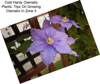 Cold Hardy Clematis Plants: Tips On Growing Clematis In Zone 3