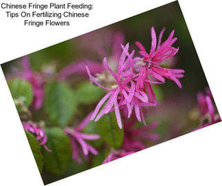 Chinese Fringe Plant Feeding: Tips On Fertilizing Chinese Fringe Flowers