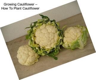 Growing Cauliflower – How To Plant Cauliflower