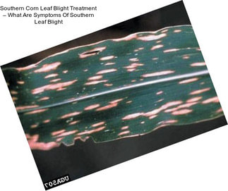 Southern Corn Leaf Blight Treatment – What Are Symptoms Of Southern Leaf Blight