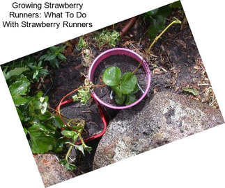 Growing Strawberry Runners: What To Do With Strawberry Runners