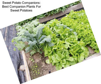 Sweet Potato Companions: Best Companion Plants For Sweet Potatoes