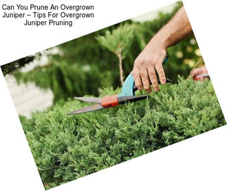Can You Prune An Overgrown Juniper – Tips For Overgrown Juniper Pruning