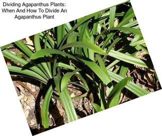 Dividing Agapanthus Plants: When And How To Divide An Agapanthus Plant