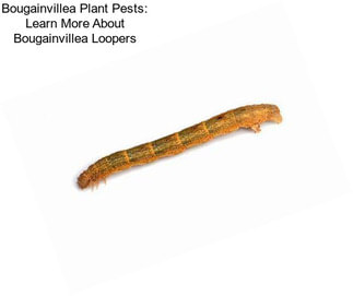 Bougainvillea Plant Pests: Learn More About Bougainvillea Loopers