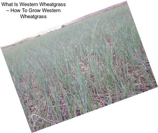 What Is Western Wheatgrass – How To Grow Western Wheatgrass