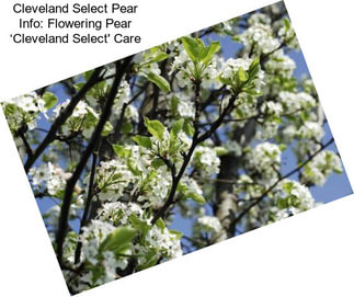 Cleveland Select Pear Info: Flowering Pear ‘Cleveland Select\' Care