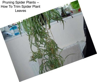 Pruning Spider Plants – How To Trim Spider Plant Leaves