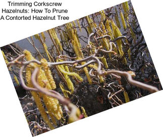 Trimming Corkscrew Hazelnuts: How To Prune A Contorted Hazelnut Tree