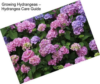 Growing Hydrangeas – Hydrangea Care Guide