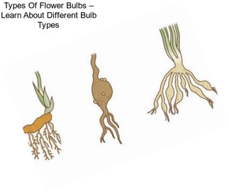 Types Of Flower Bulbs – Learn About Different Bulb Types