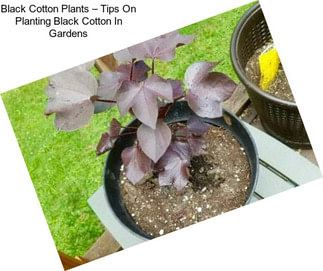 Black Cotton Plants – Tips On Planting Black Cotton In Gardens
