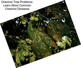 Chestnut Tree Problems: Learn About Common Chestnut Diseases