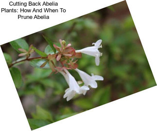 Cutting Back Abelia Plants: How And When To Prune Abelia