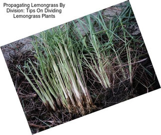 Propagating Lemongrass By Division: Tips On Dividing Lemongrass Plants