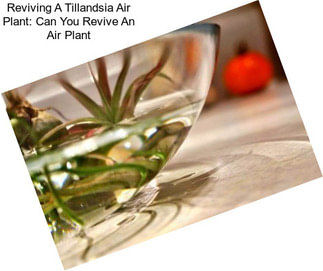 Reviving A Tillandsia Air Plant: Can You Revive An Air Plant