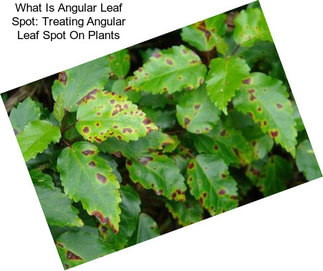 What Is Angular Leaf Spot: Treating Angular Leaf Spot On Plants