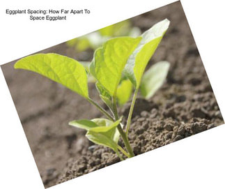 Eggplant Spacing: How Far Apart To Space Eggplant