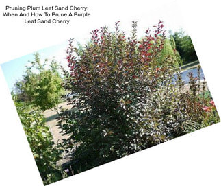 Pruning Plum Leaf Sand Cherry: When And How To Prune A Purple Leaf Sand Cherry