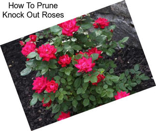 How To Prune Knock Out Roses