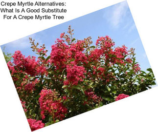 Crepe Myrtle Alternatives: What Is A Good Substitute For A Crepe Myrtle Tree