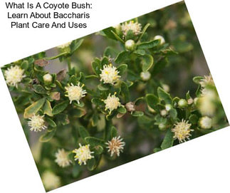 What Is A Coyote Bush: Learn About Baccharis Plant Care And Uses