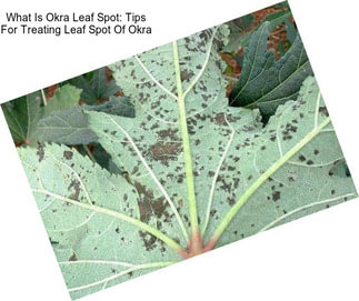 What Is Okra Leaf Spot: Tips For Treating Leaf Spot Of Okra