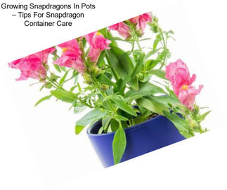 Growing Snapdragons In Pots – Tips For Snapdragon Container Care