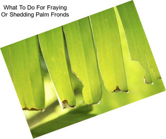 What To Do For Fraying Or Shedding Palm Fronds