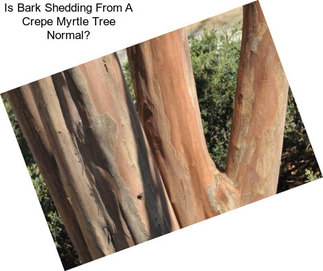 Is Bark Shedding From A Crepe Myrtle Tree Normal?