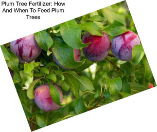 Plum Tree Fertilizer: How And When To Feed Plum Trees