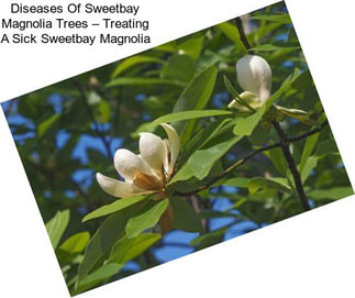 Diseases Of Sweetbay Magnolia Trees – Treating A Sick Sweetbay Magnolia