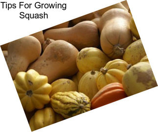 Tips For Growing Squash