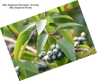 Silky Dogwood Information: Growing Silky Dogwood Shrubs