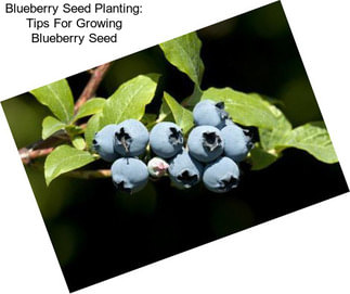 Blueberry Seed Planting: Tips For Growing Blueberry Seed