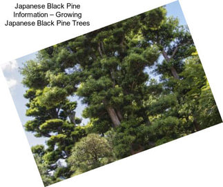 Japanese Black Pine Information – Growing Japanese Black Pine Trees