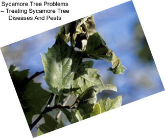 Sycamore Tree Problems – Treating Sycamore Tree Diseases And Pests