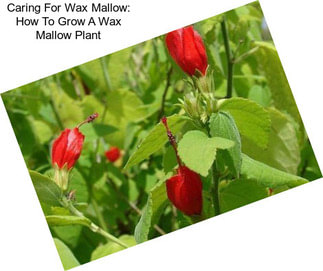 Caring For Wax Mallow: How To Grow A Wax Mallow Plant