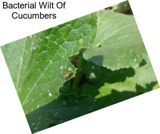Bacterial Wilt Of Cucumbers