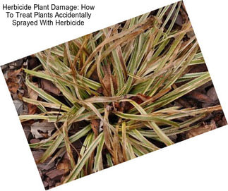 Herbicide Plant Damage: How To Treat Plants Accidentally Sprayed With Herbicide