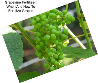 Grapevine Fertilizer: When And How To Fertilize Grapes