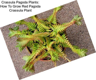 Crassula Pagoda Plants: How To Grow Red Pagoda Crassula Plant
