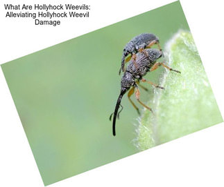 What Are Hollyhock Weevils: Alleviating Hollyhock Weevil Damage