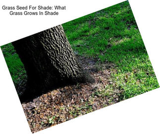 Grass Seed For Shade: What Grass Grows In Shade