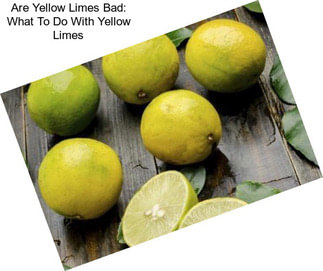 Are Yellow Limes Bad: What To Do With Yellow Limes