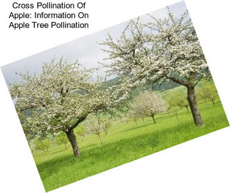 Cross Pollination Of Apple: Information On Apple Tree Pollination