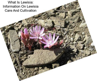 What Is Lewisia: Information On Lewisia Care And Cultivation