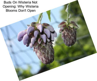 Buds On Wisteria Not Opening: Why Wisteria Blooms Don\'t Open