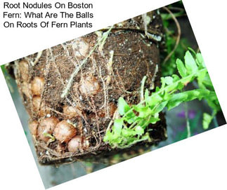 Root Nodules On Boston Fern: What Are The Balls On Roots Of Fern Plants