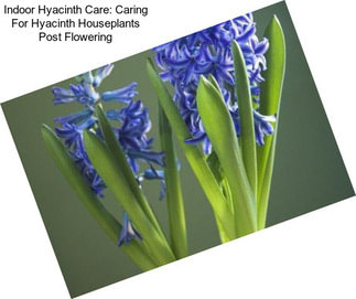 Indoor Hyacinth Care: Caring For Hyacinth Houseplants Post Flowering